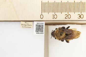 Media type: image;   Entomology 812097 Aspect: labels